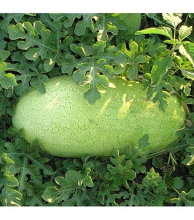 Семена арбуза Банир (КС 1819) F1, п.о. 100 семян (Kitano Seeds)