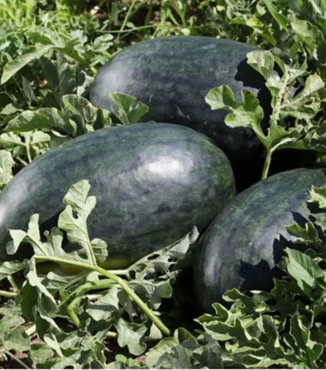 Насіння кавуна КС 250 F1, п.о. 100 насінин (Kitano Seeds)