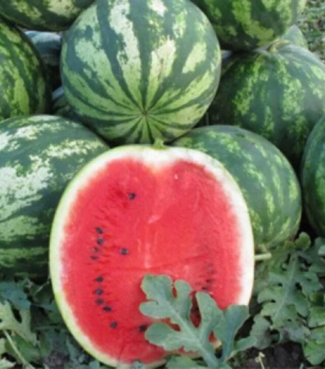 Семена арбуза Шейни (КС 163) F1, п.о. 1 тыс. семян (Kitano Seeds)