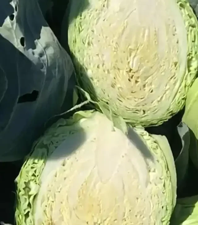 Насіння білоголової капусти Різьєро F1, п.о. 1 тис. насінин (Cora Seeds)