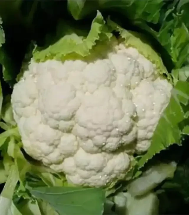 Семена цветной капусты Сеул F1, п.е. 2,5 тыс. семян (Hazera)