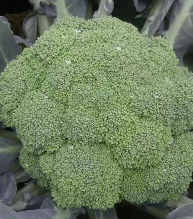 Семена капусты брокколи Самоа F1, п.е. 1 тыс. семян (Cora Seeds)