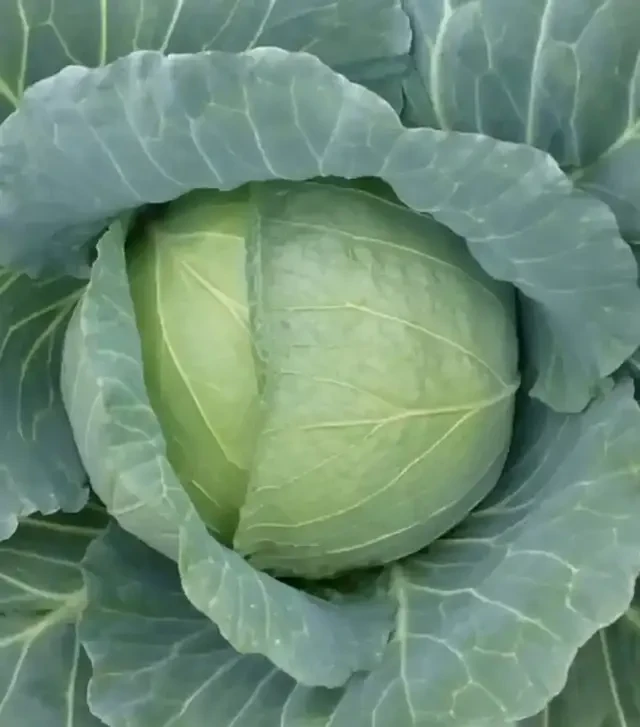 Семена белокочанной капусты Хонка F1, п.е. 2500 семян (Kitano Seeds)