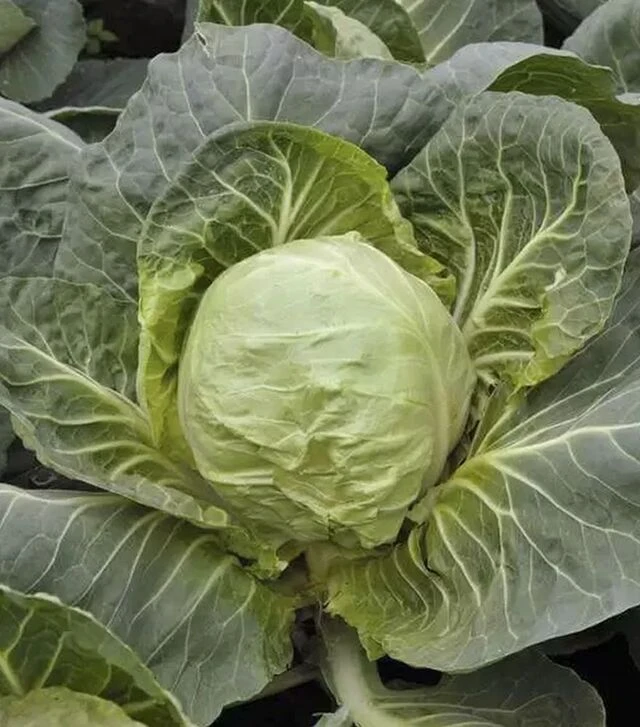 Насіння білоголової капусти КС 412 F1, п.о. 2,5 тис. насінин (Kitano Seeds)