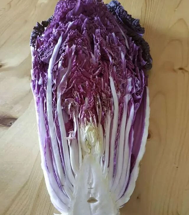 Семена пекинской капусты КС 888 F1, п.е. 2,5 тыс. семян (Kitano Seeds)