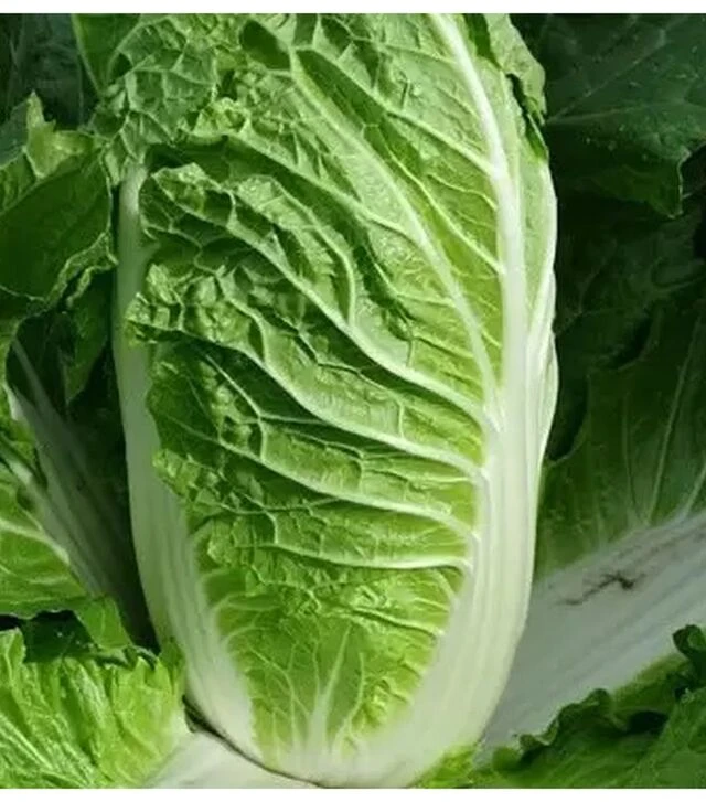 Семена пекинской капусты Кьюстар F1, п.е. 2,5 тыс. семян (Takii Seed)