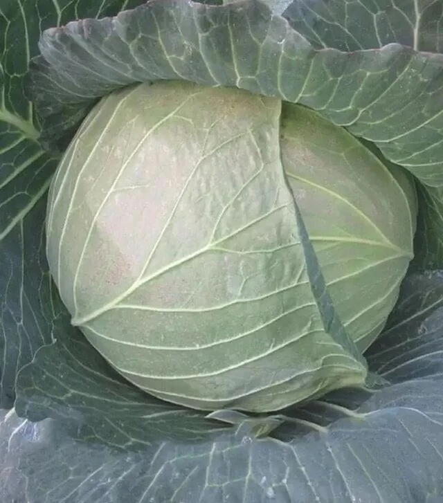 Семена белокочанной капусты CRX 16102 F1, п.е. 2,5 тыс. семян (Cora Seeds)