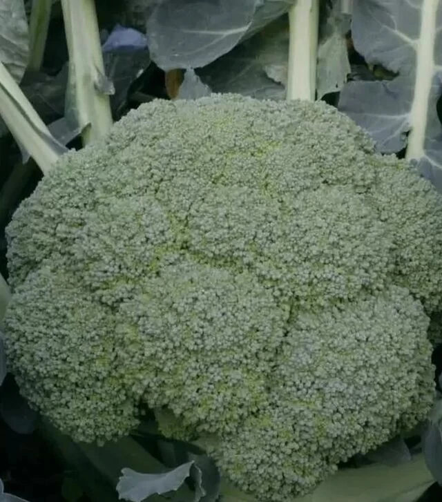 Насіння капусти броколі Квінта F1, п.о. 2500 насінин (Takii Seed)