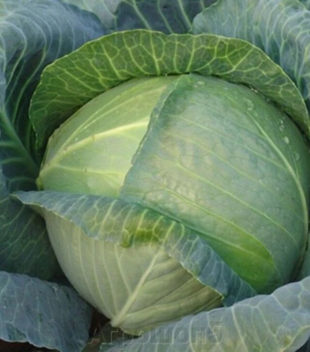 Насіння білоголової капусти Кейко (INX 524) F1, п.о. 100 насінин (Innova Seeds)