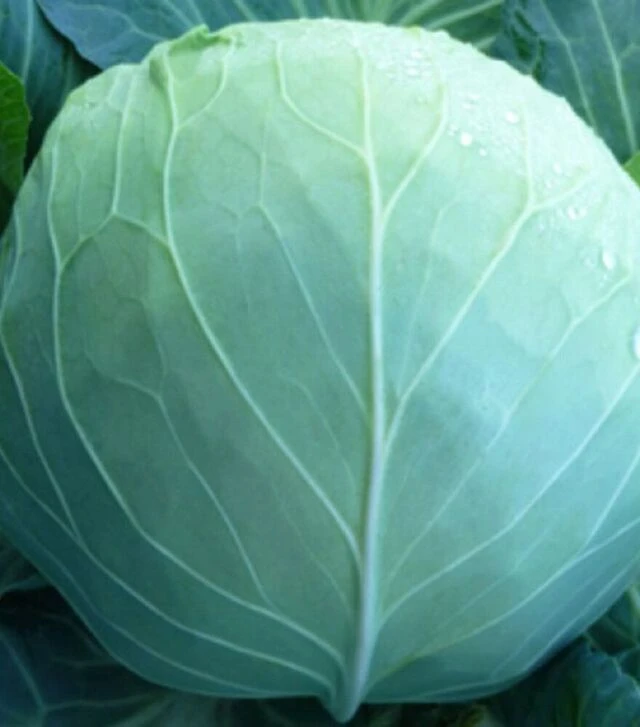 Насіння білоголової капусти KC 29 F1, п.о. 2,5 тис. насінин (Kitano Seeds)