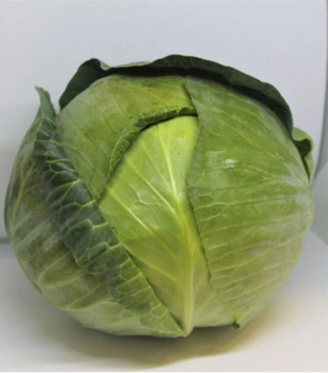 Насіння білоголової капусти ЄС 2144 F1, п.о. 500 насінин (Ergon Seed)