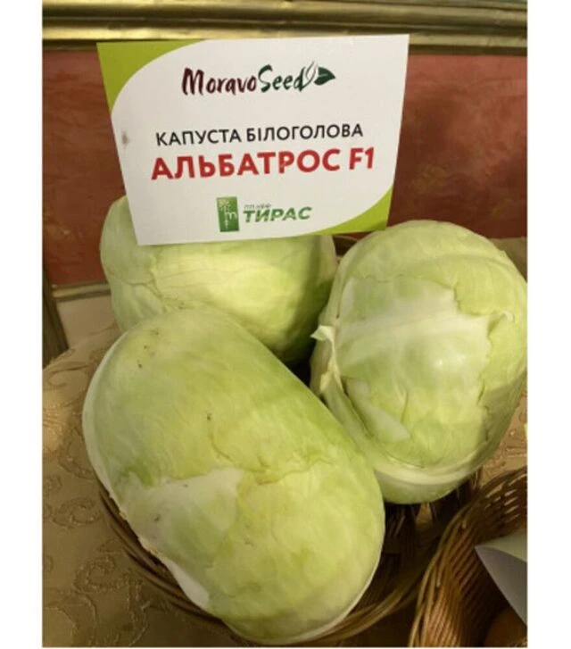 Насіння білоголової капусти Альбатрос F1, 1 кг (Moravo Seed)