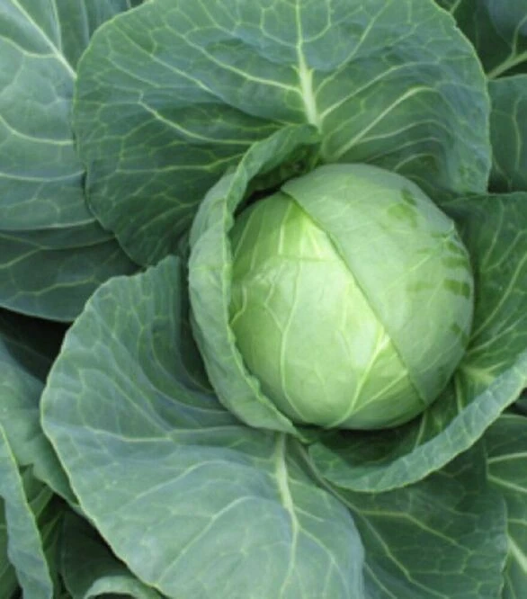 Насіння білоголової капусти Беатрікс F1, п.о. 2,5 тис. насінин (Joeun Seeds)