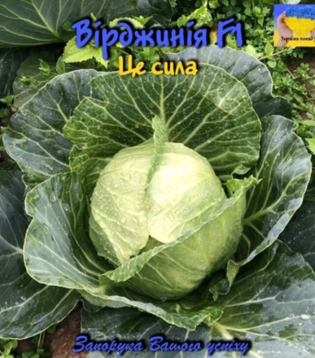Насіння білоголової капусти Вірджинія F1, п.о. 2,5 тис. насінин (Spark Seeds)