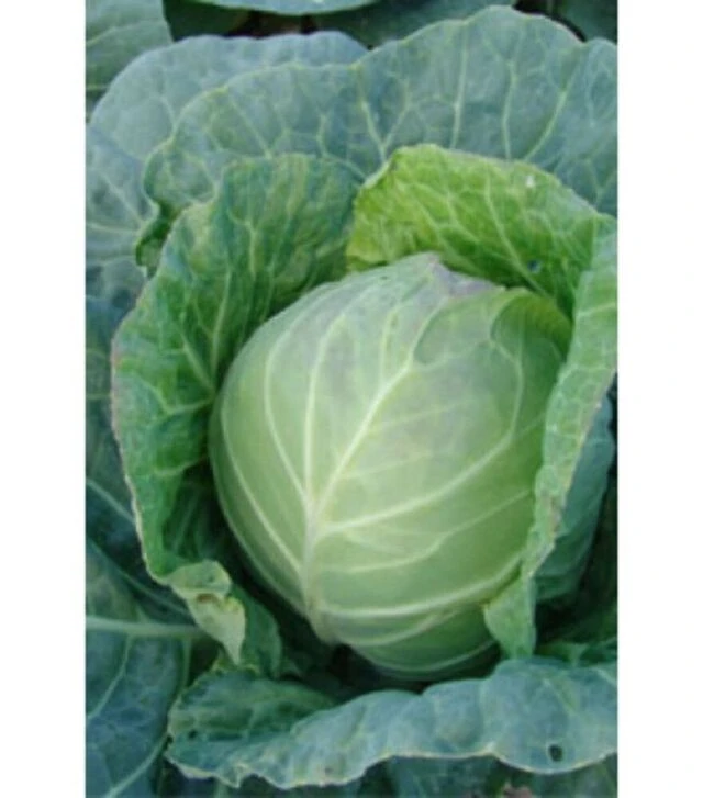 Семена белокочанной капусты Дита, 100 г (Moravo Seed)