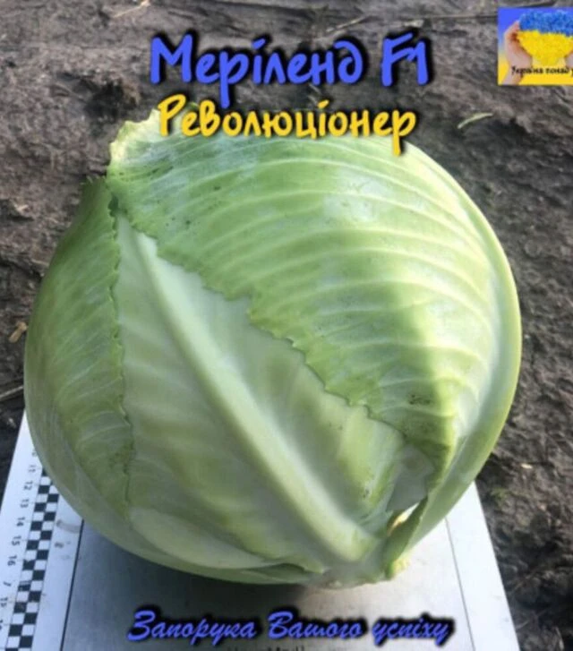 Семена белокочанной капусты Мэриленд F1, п.о. 2,5 тыс. семян (Spark Seeds)