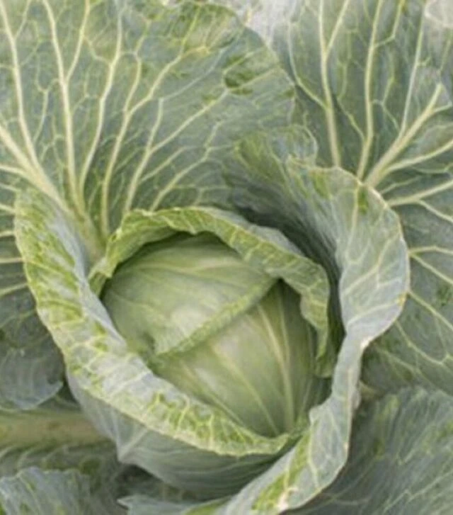 Насіння білоголової капусти JS 83 F1, п.о. 2,5 тис. насінин (Joeun Seeds)