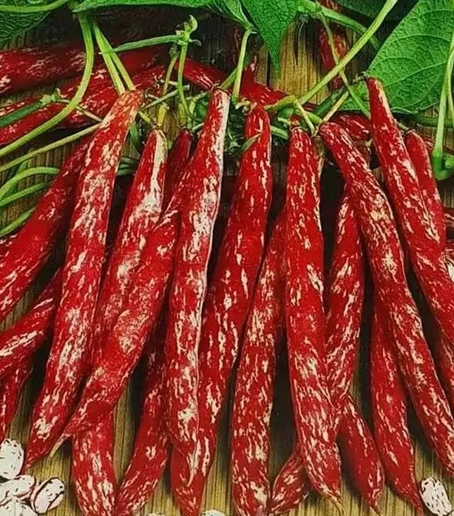 Семена стручковой фасоли Борлотто, 5 кг (Hortus)