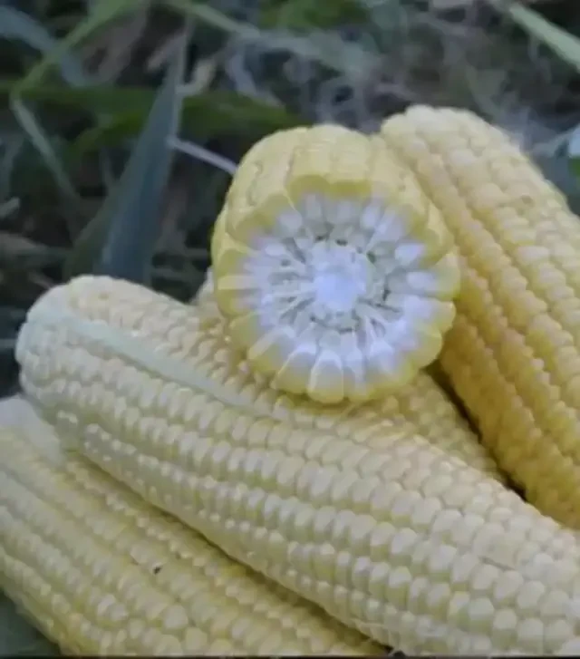 Насіння кукурудзи 1980 F1, п.о. 25 тис. насінин (Spark Seeds)
