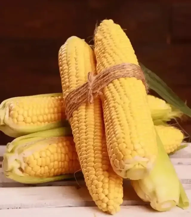 Насіння кукурудзи Канзас F1, п.о. 5 тис. насінин (Libra Seeds)