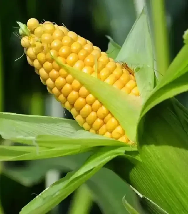 Насіння кукурудзи Бондюелька F1, 1 кг (Syngenta)