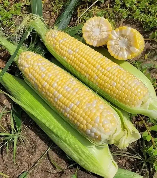 Насіння кукурудзи Акведук F1, п.о. 2.5 тис. насінин (Spark Seeds)