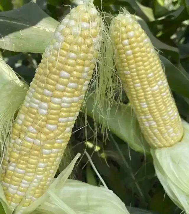 Насіння кукурудзи Дефендер F1, п.о. 2.5 тис. насінин (Spark Seeds)