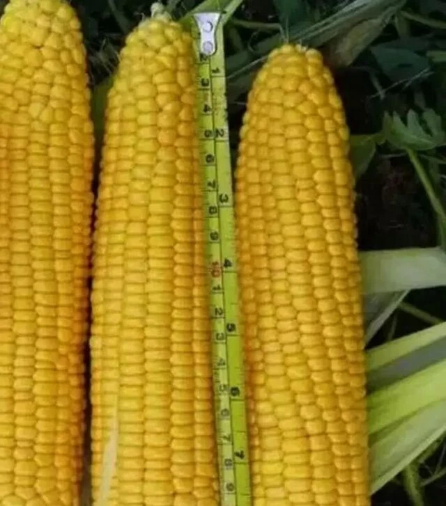 Насіння кукурудзи Світ Лакі F1, п.о. 25 тис. насінин (Spark Seeds)
