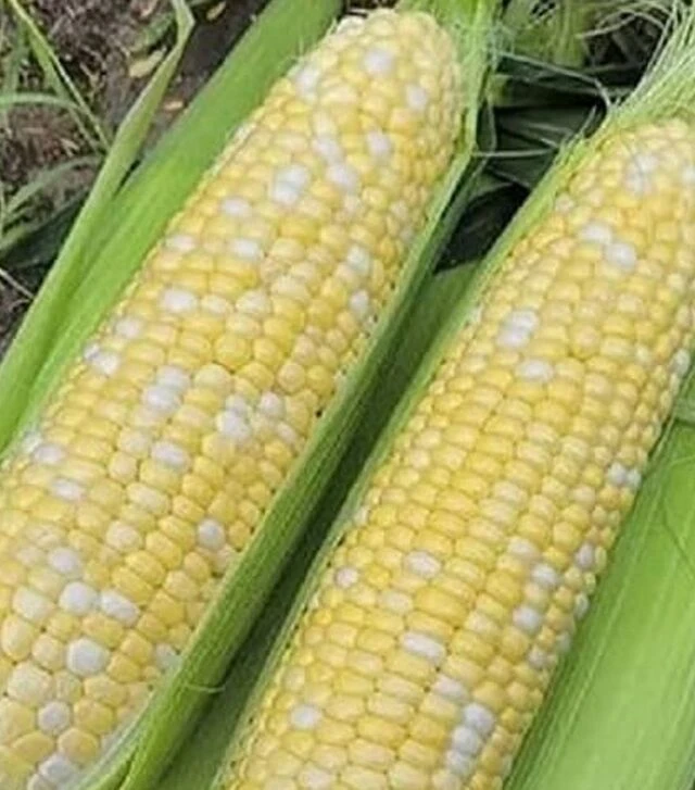 Семена кукурузы Эскорт F1, п.е. 25 тыс семян (Spark Seeds)