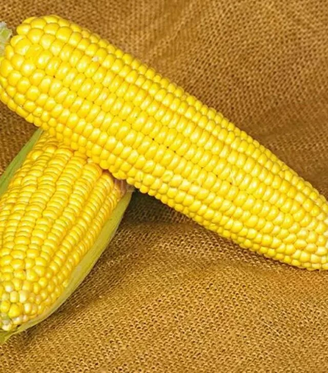 Семена кукурузы Оверленд F1, 1 кг (Syngenta)