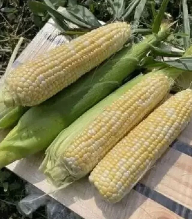 Насіння кукурудзи Дефендер F1, п.о. 25 тис насінин (Spark Seeds)