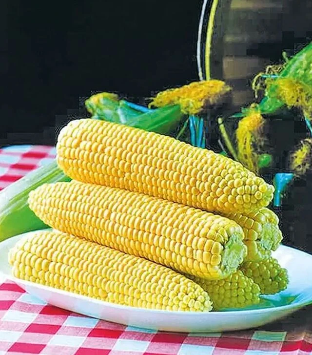 Насіння кукурудзи Спіріт F1, п.о. 100 тис насінин (Syngenta)