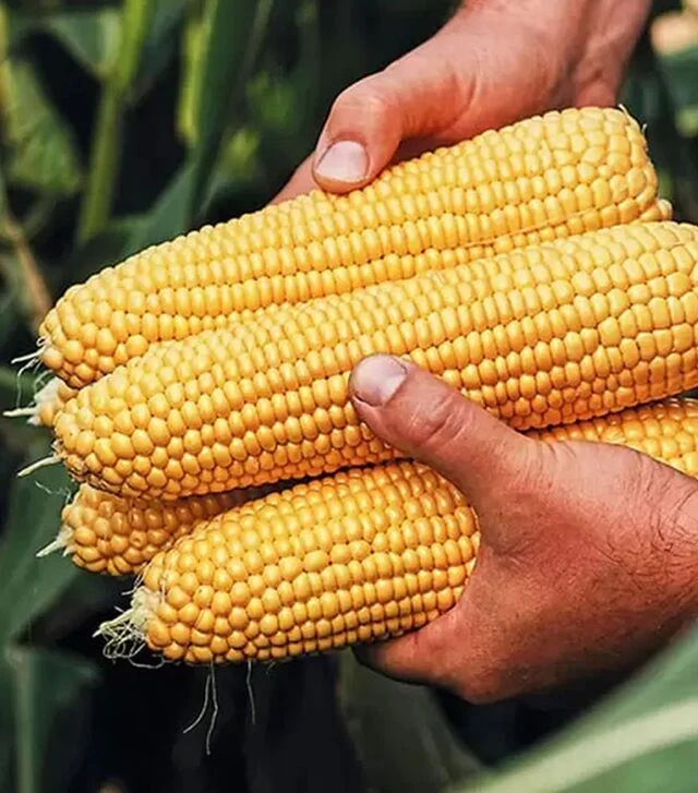 Семена кукурузы Тусон F1, п.е. 100 тыс семян (Syngenta)