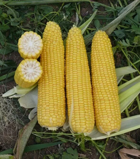 Семена кукурузы Добрыня F1, п.е. 2500 семян (Lark Seeds)
