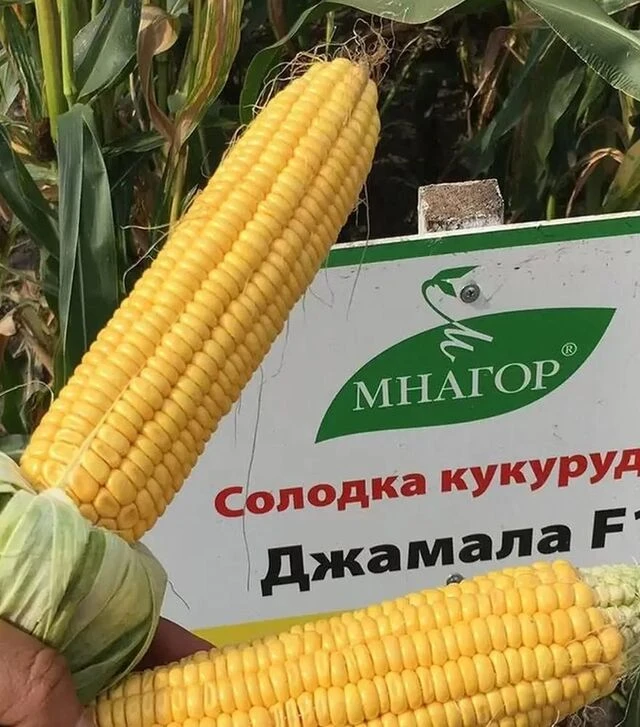 Семена кукурузы Джамала F1, п.е. 1 тыс. семян (МНОГОР)