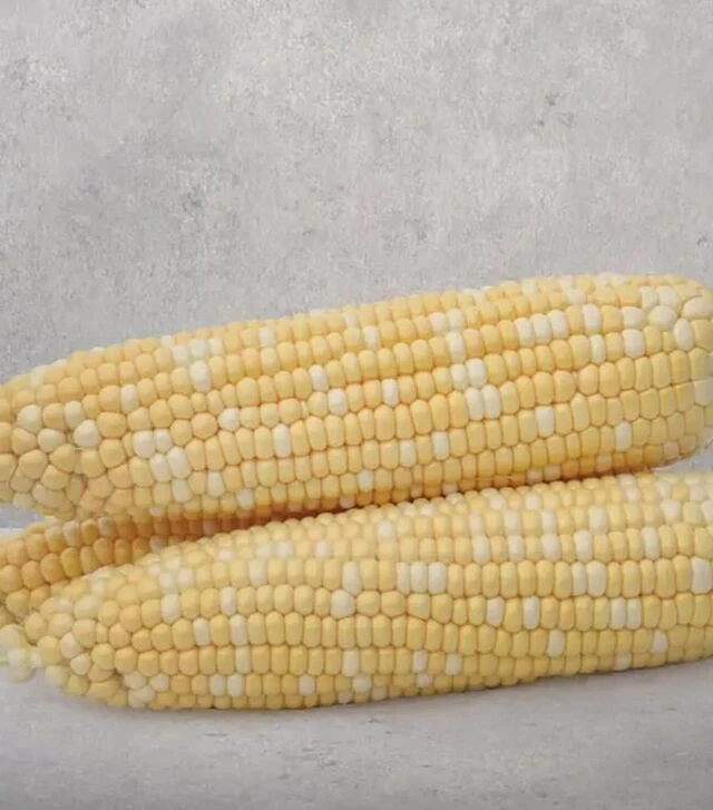 Семена кукурузы Майбико F1, п.е. 10 тыс. семян (May Seeds)
