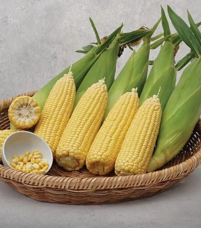 Насіння кукурудзи Вега F1, п.о. 5 тис.насінин (May Seeds)