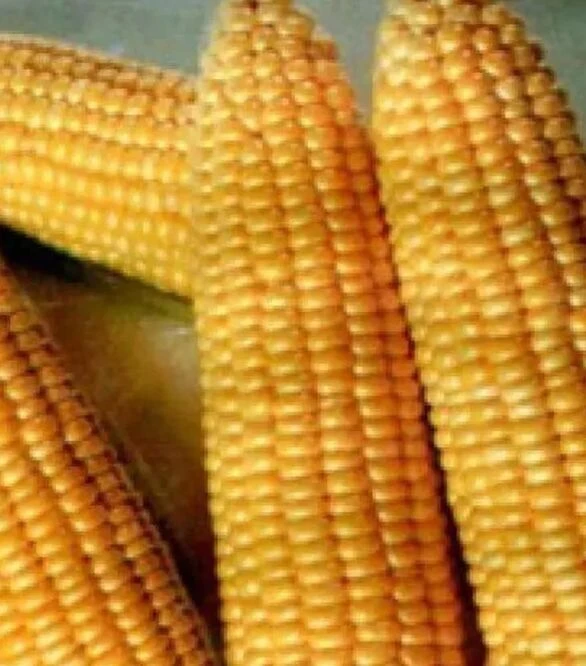 Насіння кукурудзи Дімакс F1, 500 г (May Seeds)