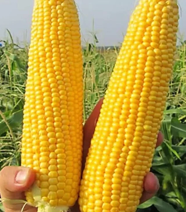 Семена кукурузы GSS 5649 F1, п.е. 100 тыс. семян (Syngenta)