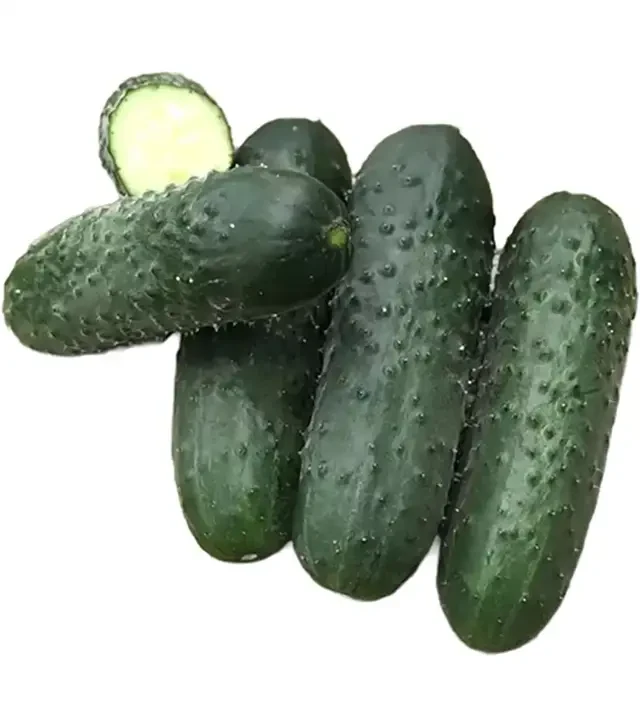 Семена огурца Ромоло F1, п.е. 250 семян (Cora Seeds)