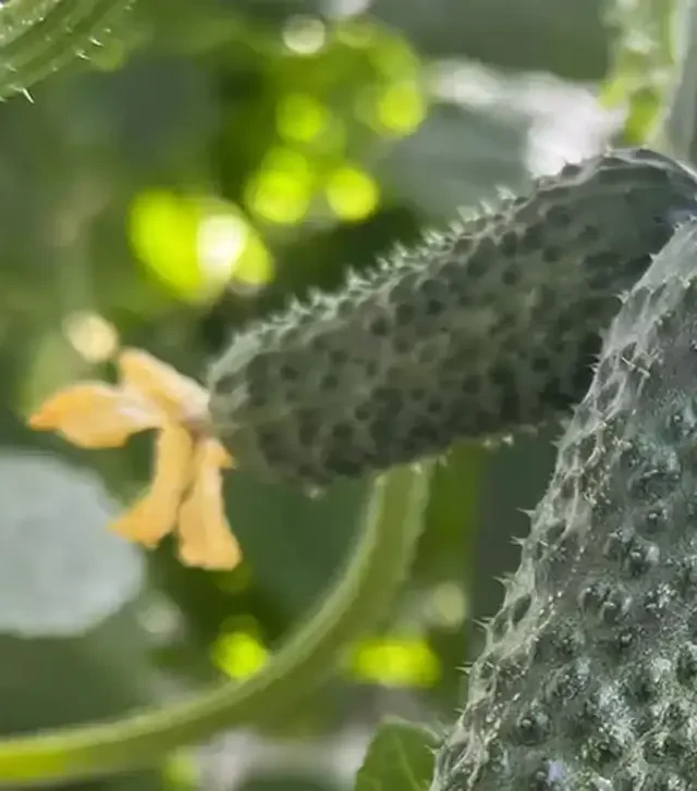 Семена огурца Кластер F1, п.е. 500 семян (Breeding Seeds)