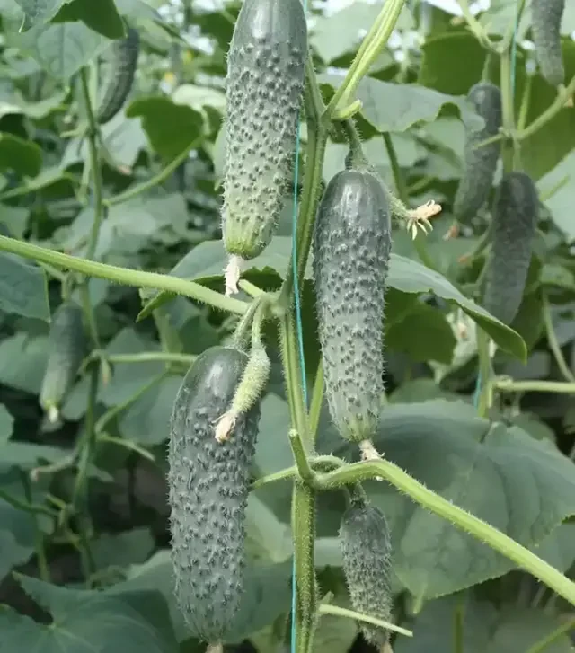 Семена огурца Атаман F1, п.е. 500 семян (Breeding Seeds)