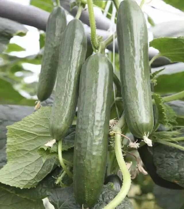 Насіння огірка КС 930 F1, п.о. 100 насінин (Kitano Seeds)