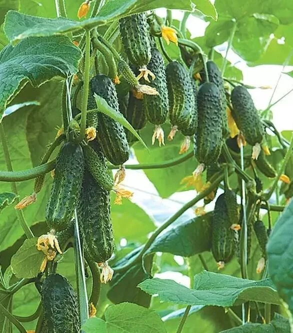 Семена огурца Эколь F1, п.е. 500 семян (Syngenta)