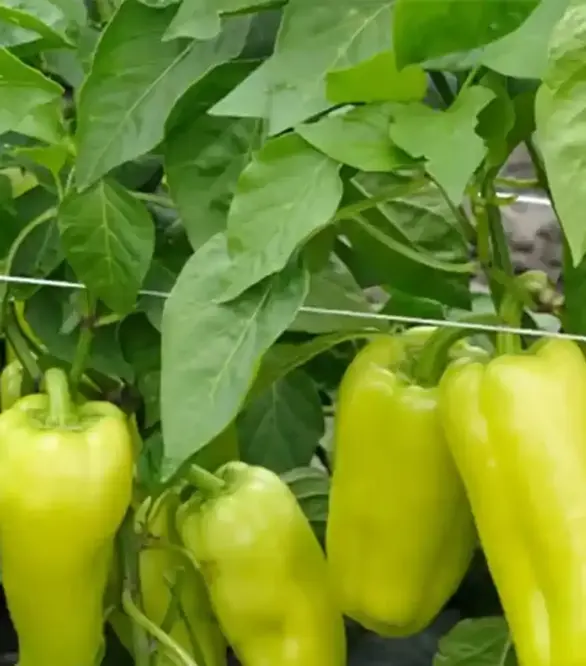 Семена перца Пироуэт F1, п.е. 500 семян (Syngenta)