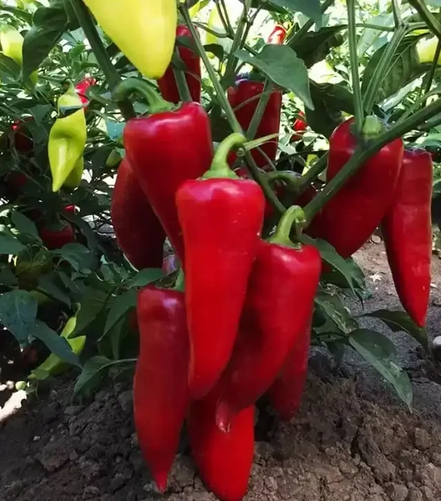 Насіння перцю Сакура, 1 кг (Moravoseed)