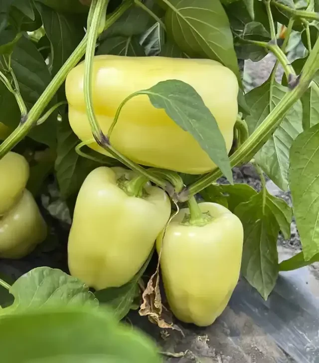 Семена перца Весна F1, п.е. 250 семян (Breeding Seeds)
