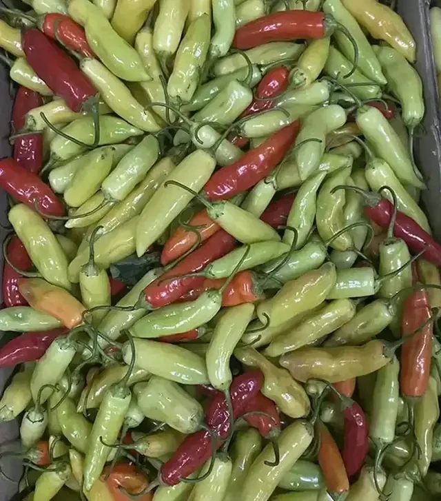 Насіння перцю Дедо F1, п.о. 500 насінин (Spark Seeds)