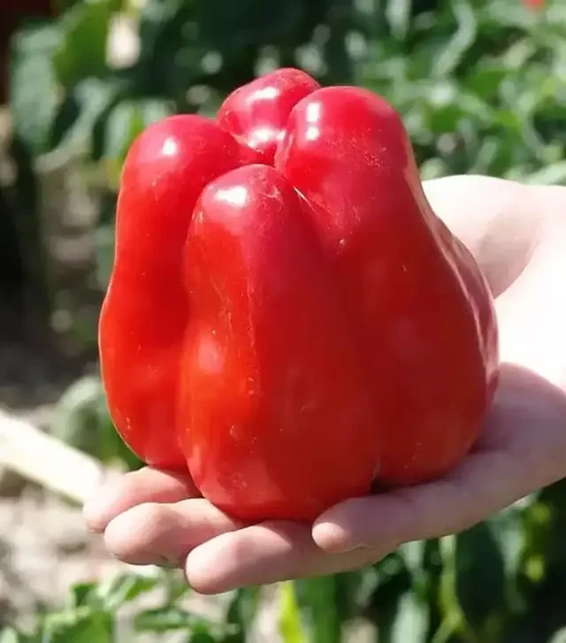 Семена перца Грановая, 1 кг (Moravoseed)