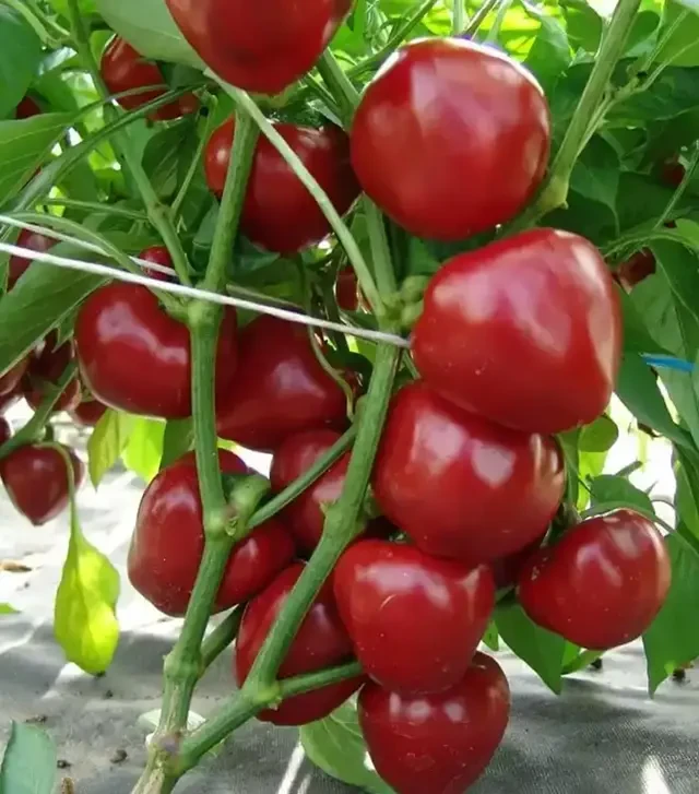 Семена перца Думас, 1 кг (Moravoseed)